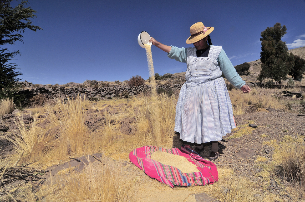 En la zona Puno y alrededor del lago Titicaca, las campesinas se dedican a la siembra y limpieza de la Quinua.