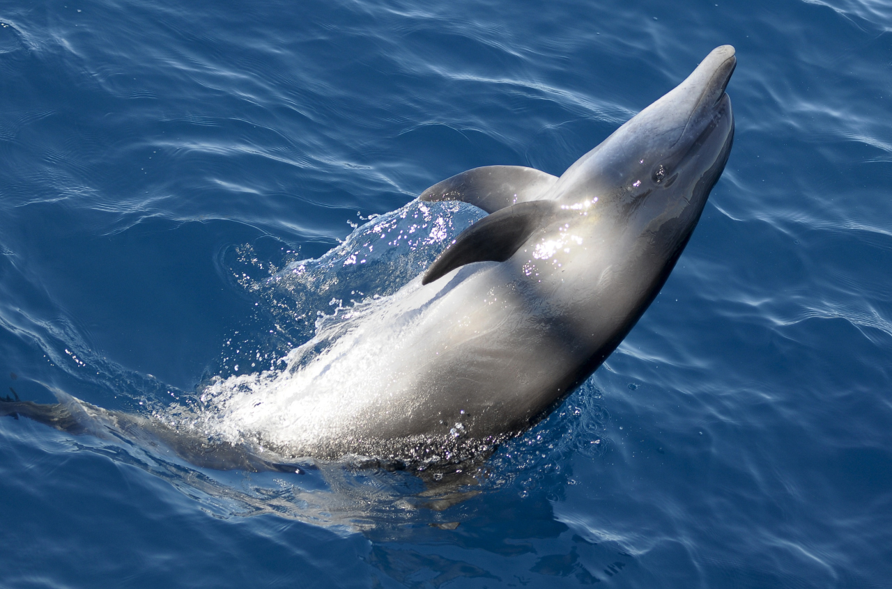 Los delfines recorren siempre cerca a los barcos turísticos y permiten obtener las mejores imágenes gráficas.