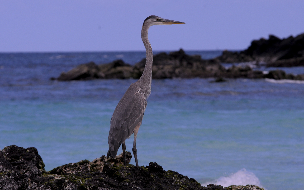 Una Garza pendiente de poder pescar