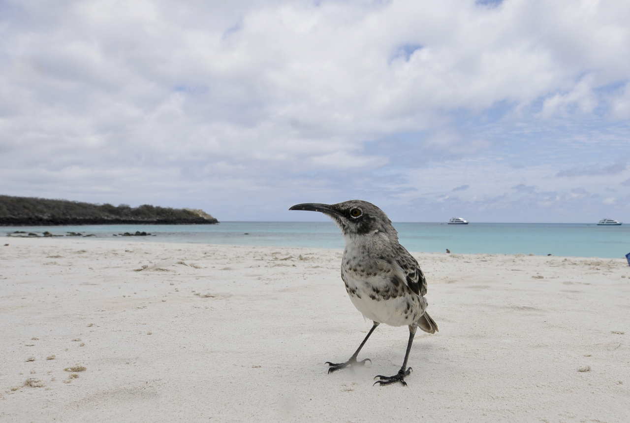 La ave cucuma en una de la playas de las islas de las Galápagos.