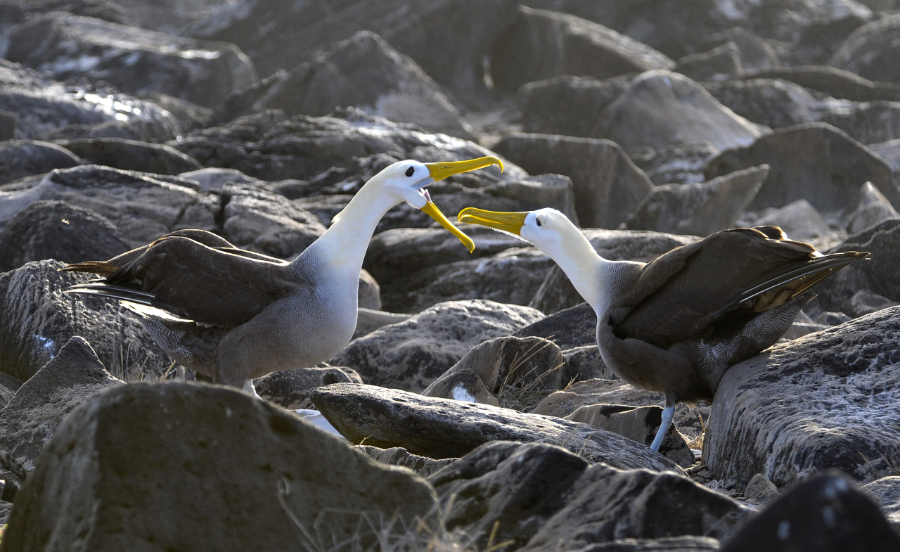 Pareja de albatros cortejando.