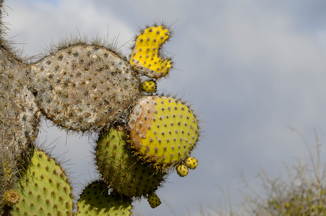Los Cactus gigantes son icónicos de las Islas Galápagos.