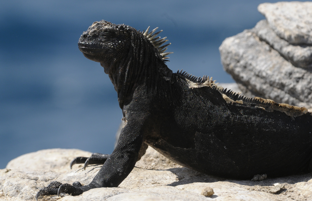 Iguana marina tomando sol.