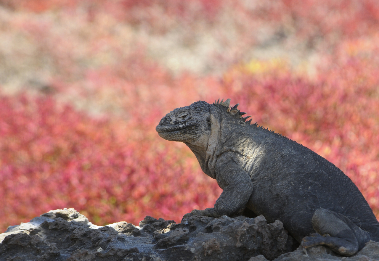 Una Iguana marina terrestre en su eterno descanso.