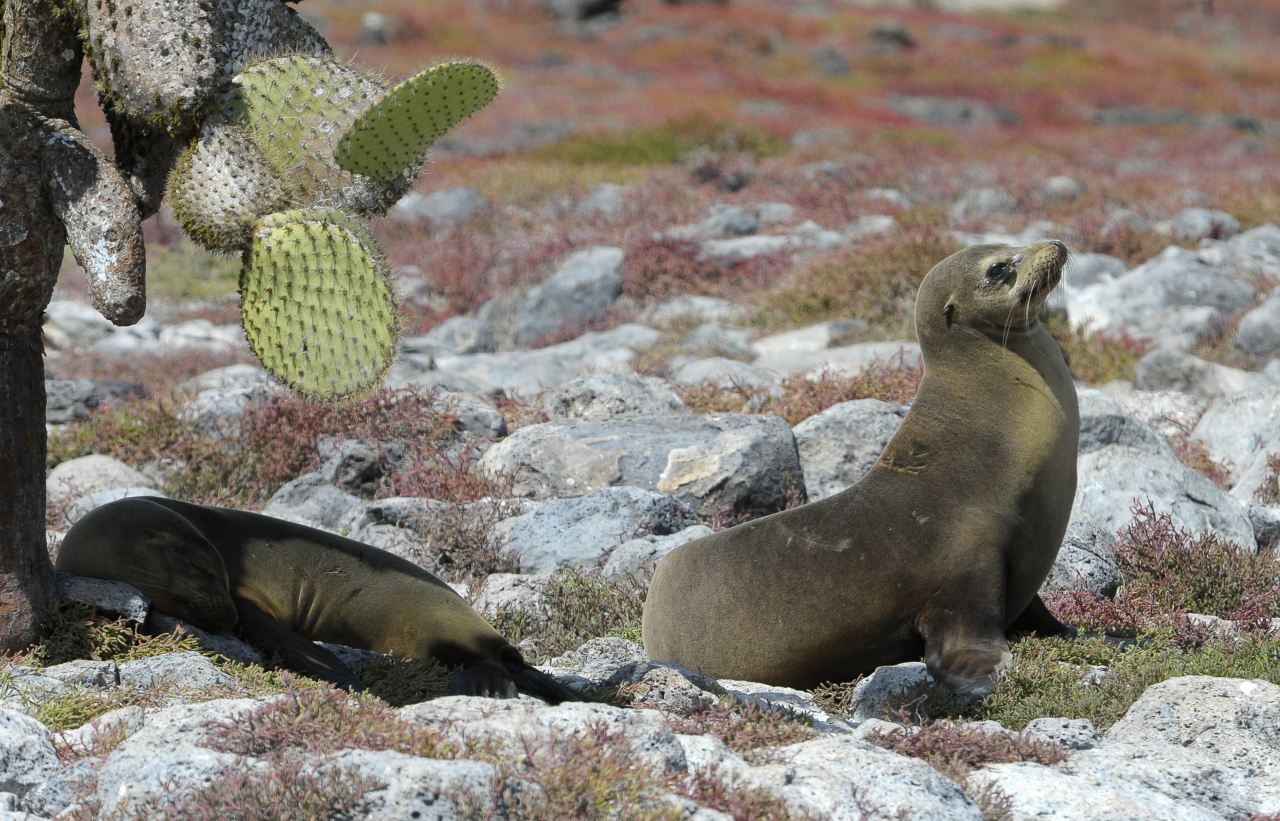 Pareja de lobos marinos descansan debajo de un cactus gigante.