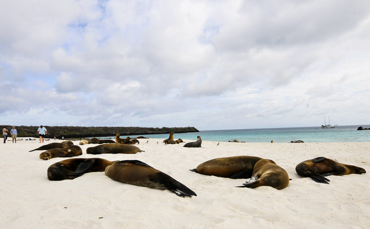 Los lobos marinos son uno de los animales que dan color a los turistas.