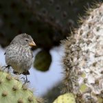 Pinzón de Darwin Galápagos