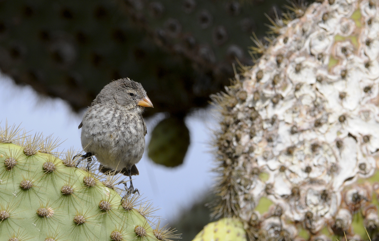 Pinzón de Darwin entre dos cactus gigantes.