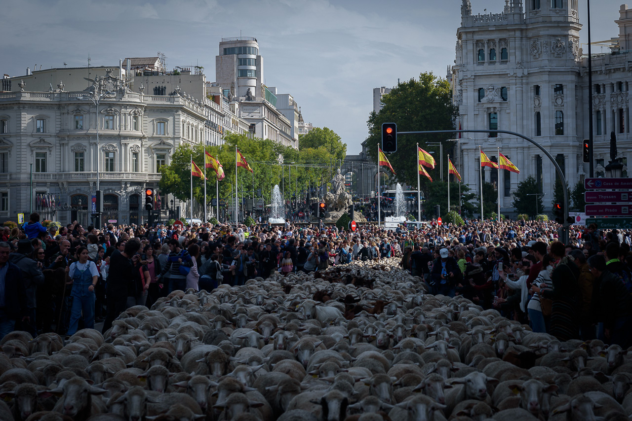 Los borregos durante la trashumancia dan una cromática especial en el centro de Madrid.