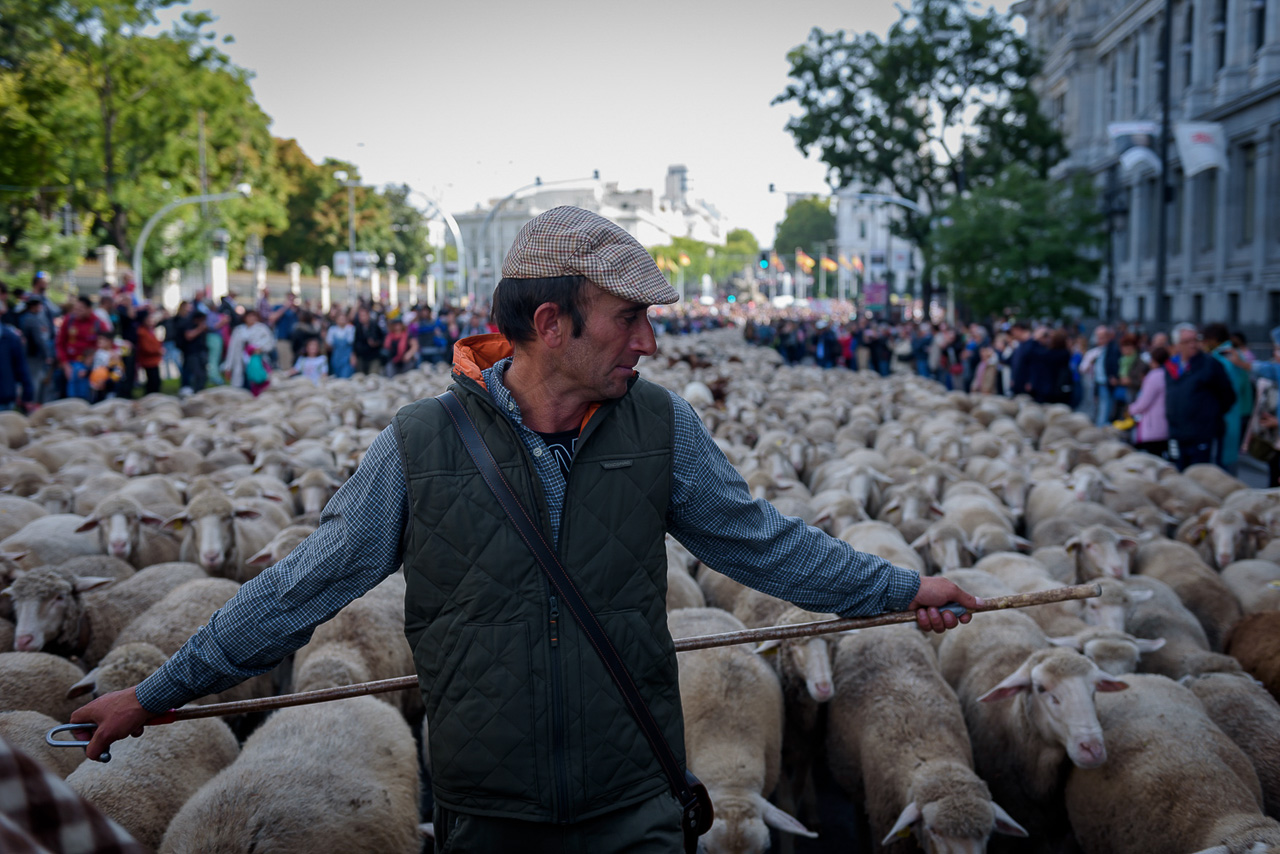 Un pastor guía a las ovejas por las calles de Madrid.