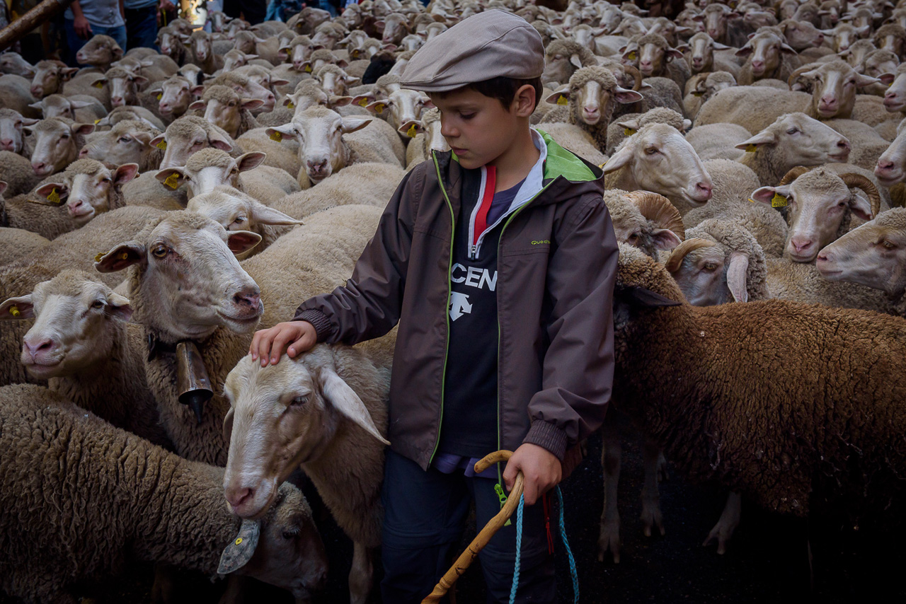 Un niño pastor cuida de las ovejas durante el recorrido por el centro de Madrid