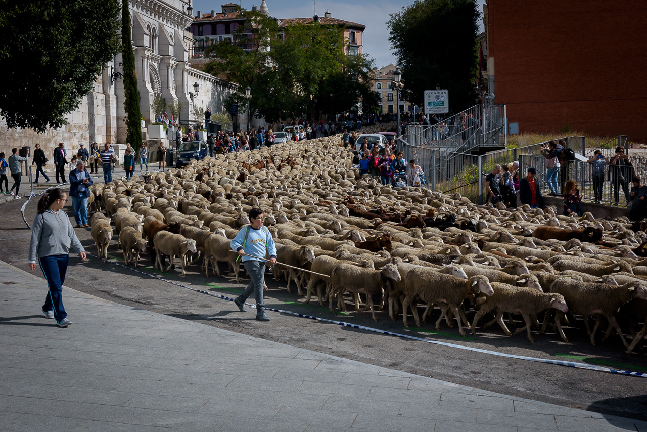 Las ovejas toman las calles de Madrid durante la fiesta