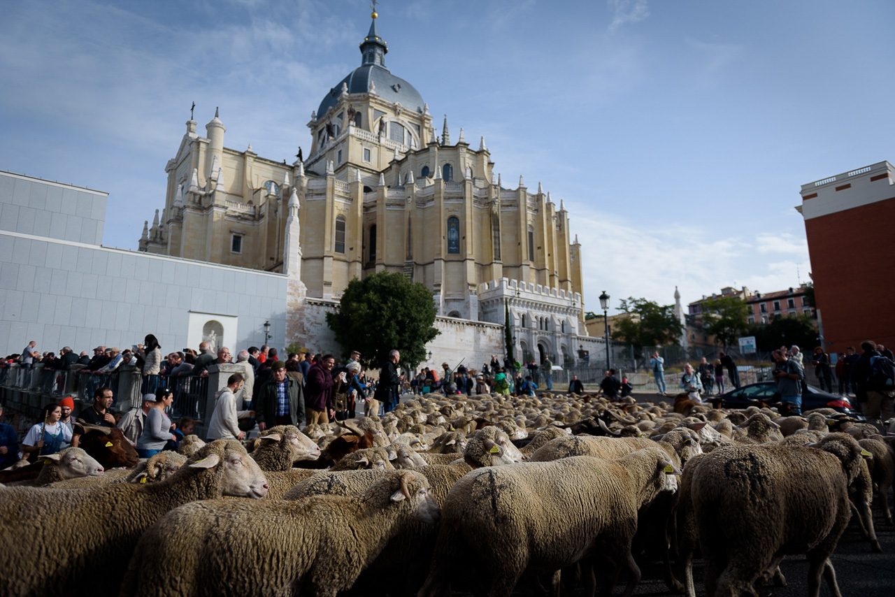 La Fiesta de la Trashumancia 2018, en la que rebaños y sus pastores recorrieron las vías de Madrid