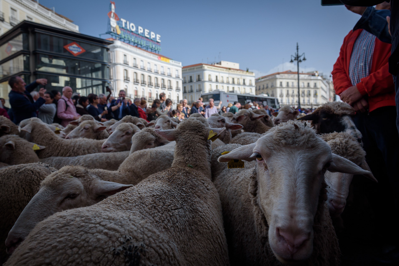  Las ovejas han llenado la Puerta del Sol.
