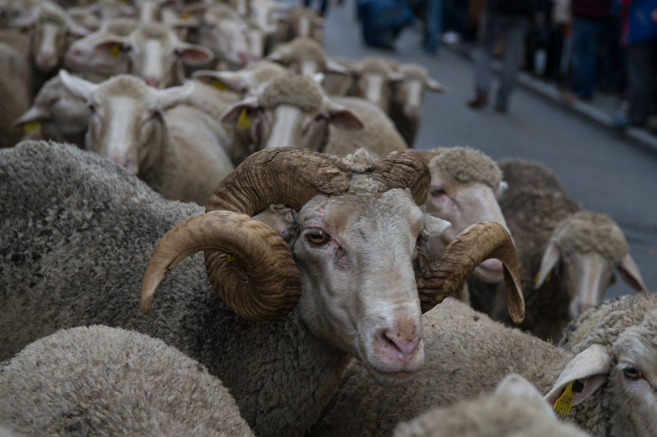 La Trashumancia ha transitado por las calles de Madrid con el paso de los ganados de “Trashumancia y Naturaleza” y “Concejo de la Mesta”