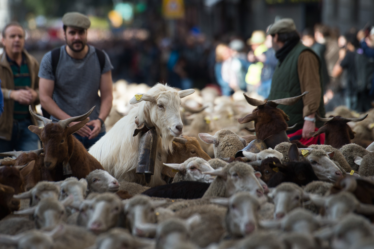 Las ovejas recorren las calles de Madrid durante la Trashumancia