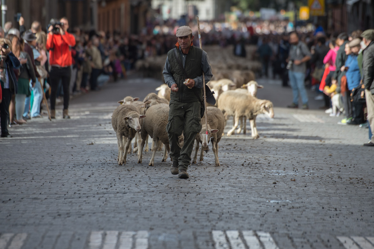 La Trashumancia es una de las fiestas culturales y turísticas más importantes de Madrid