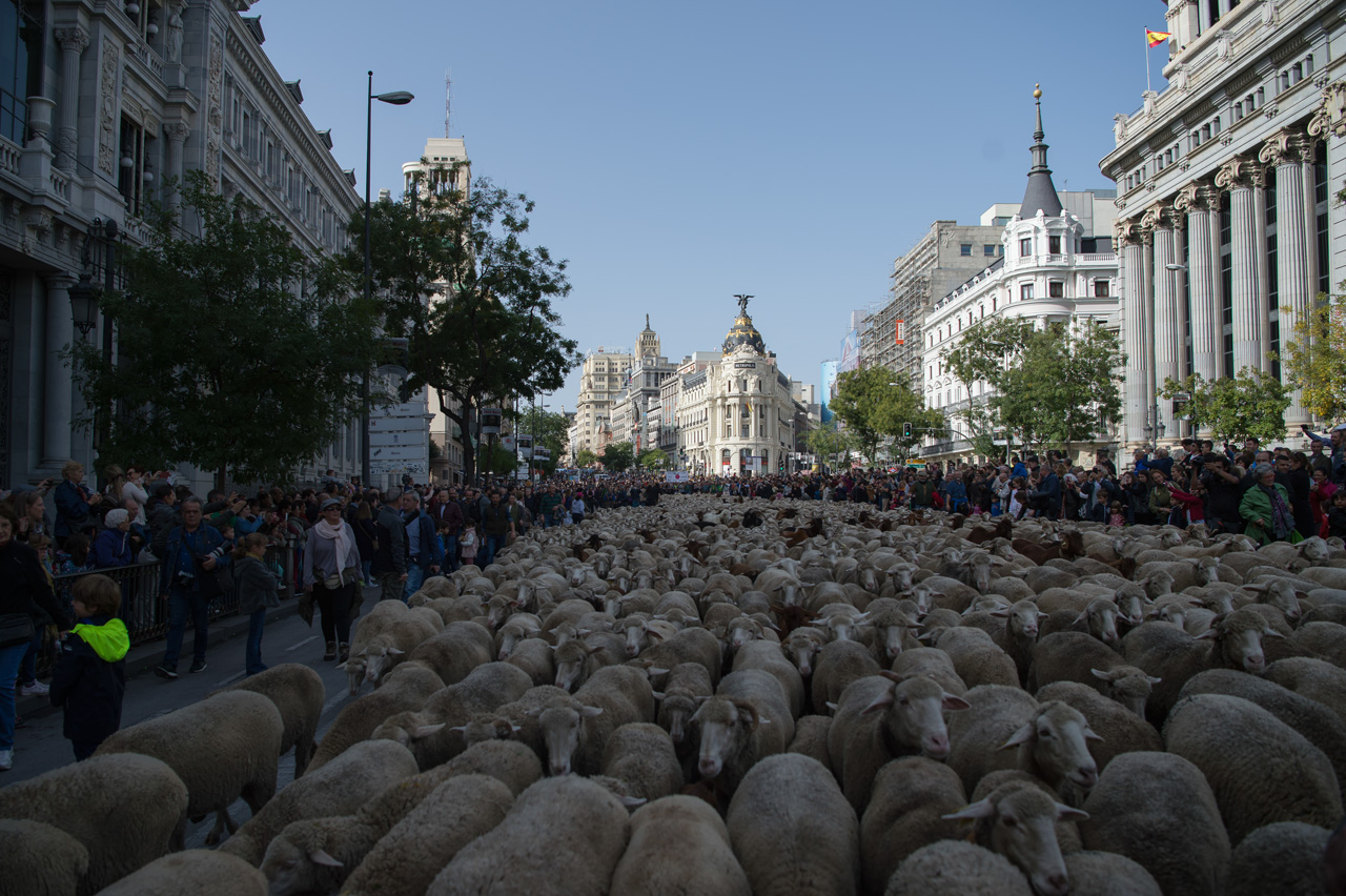 Rebaños de ovejas durante su recorrido por Madrid
