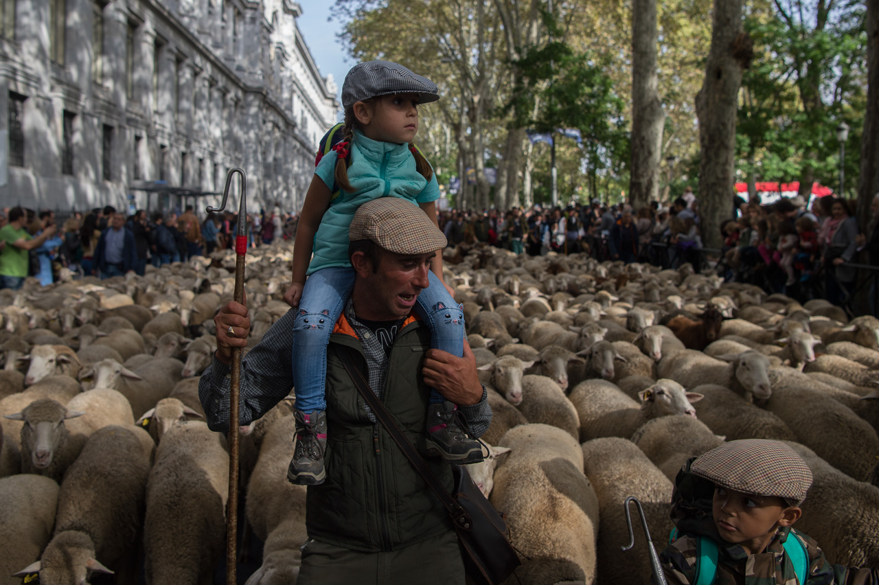 Un pastor con sus hijos durante el recorrido de la Trashumancia por Madrid.