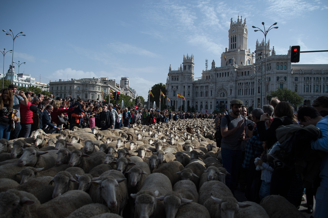 Madrid recibe todos los años a la fiesta de La Trashumancia
