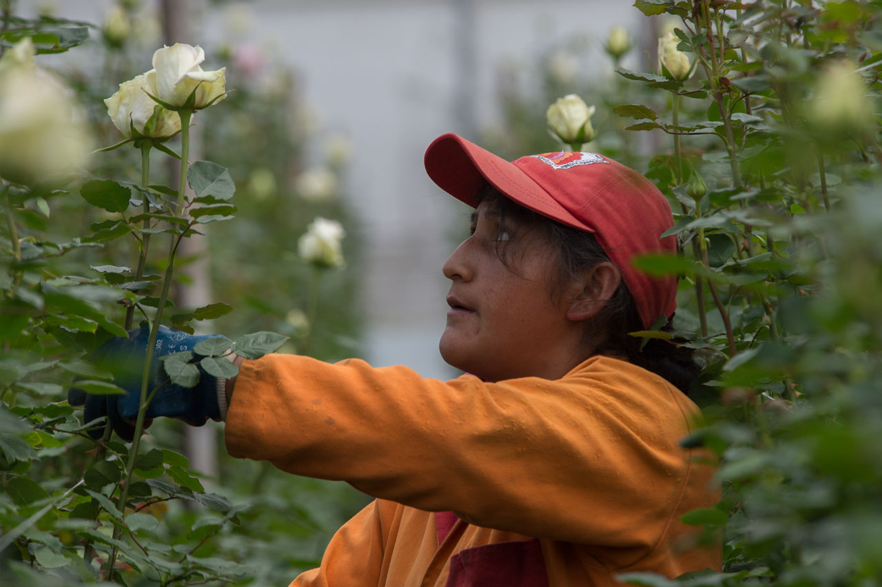 Un 56% son mujeres, que hacen posible esta explosión de belleza.