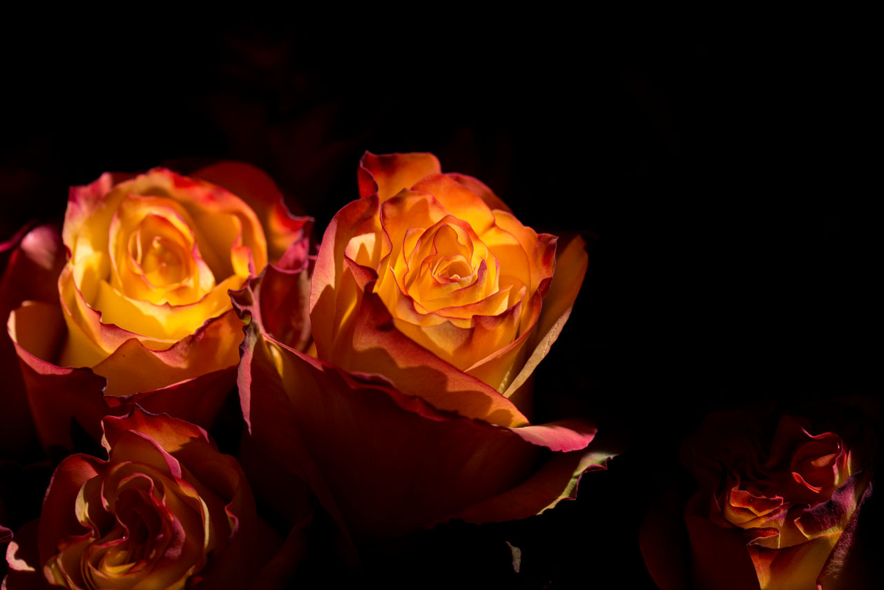 Ecuador es uno de los países con más tradición de producción de rosas.
