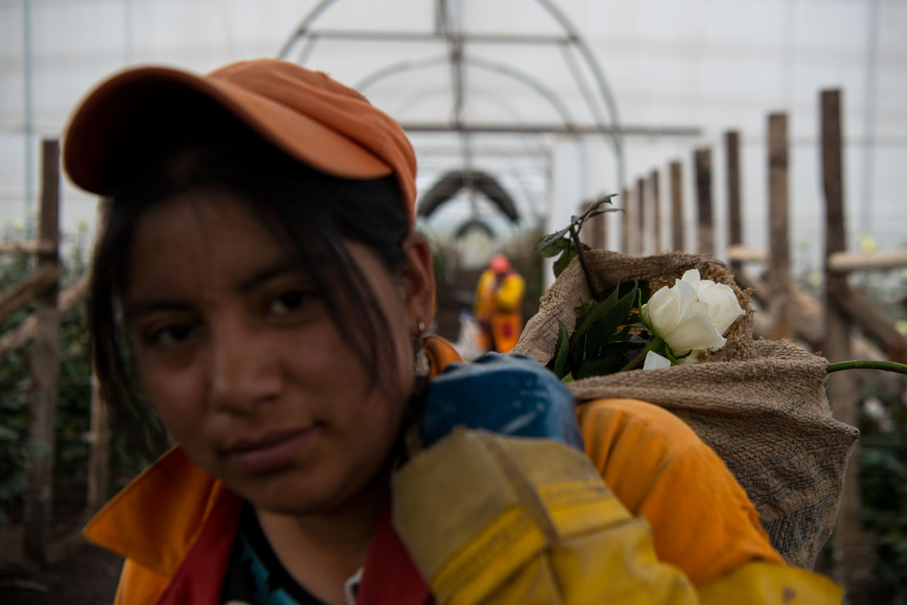 Ecuador no tiene políticas de estado que favorezcan el sector de las flores, ni ningún otro sector agrícola. 