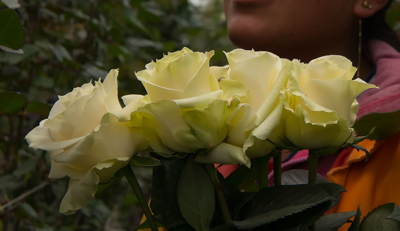 norFlowers ha sido la segunda empresa en Ecuador en firmar un convenio con ONU Mujeres para el empoderamiento de sus trabajadoras.