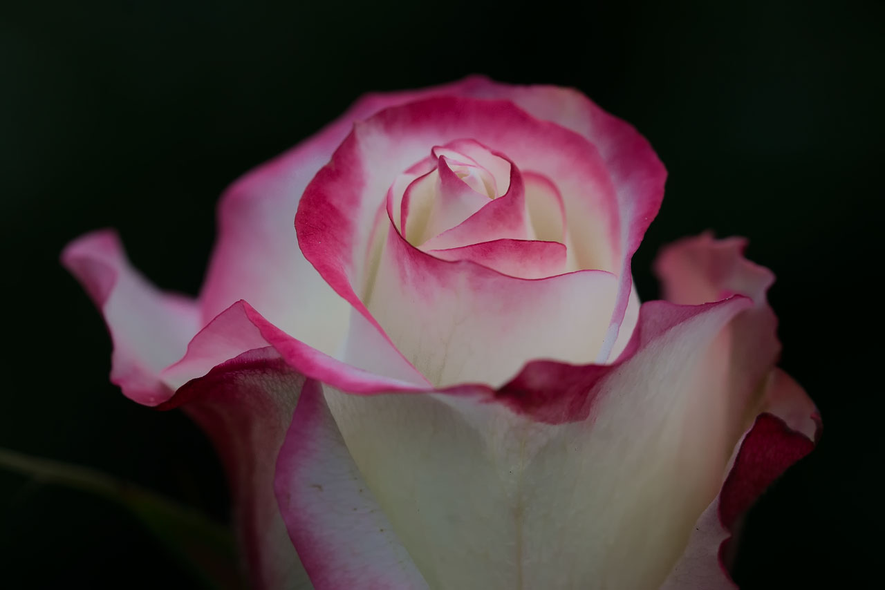 En Cotopaxi, a unas dos horas de Quito, se encuentra El Boliche, finca de rosas de la empresa InorFlowers. 