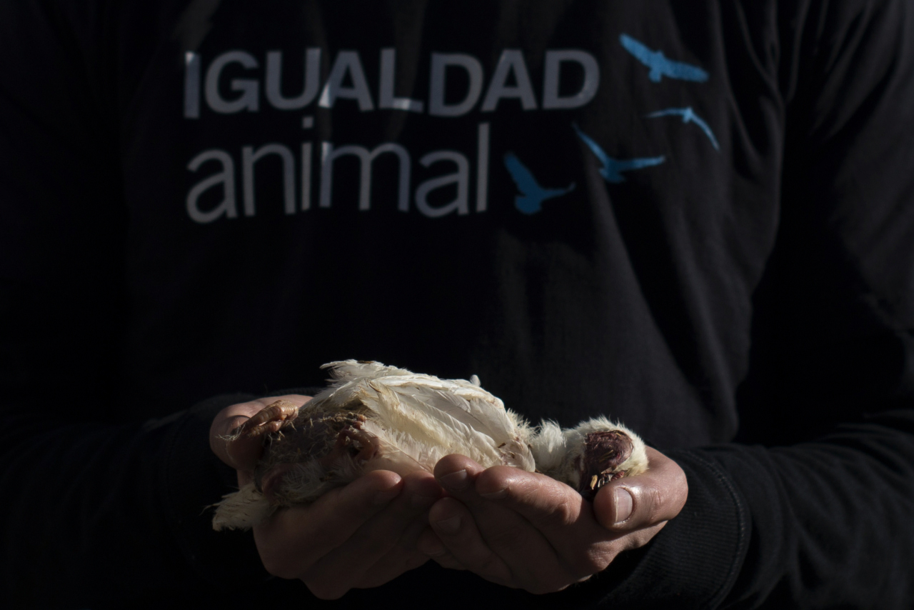 Animalistas protestan en la Puerta del Sol por los derechos de los animales.