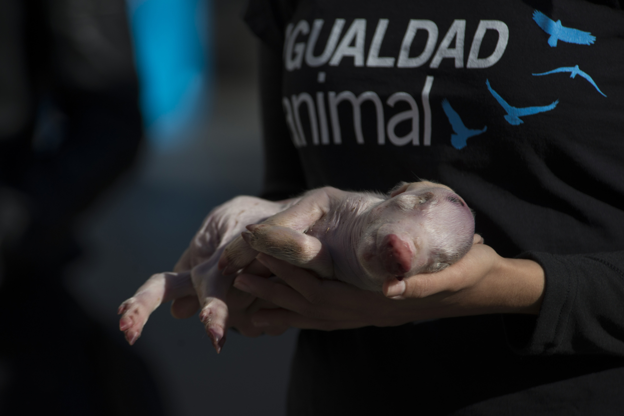 Activistas protestan en la Puerta del Sol por los derechos de los animales.