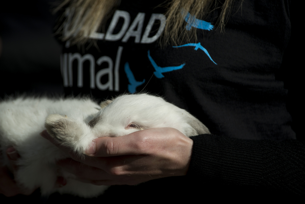 Animalistas protestan en la Puerta del Sol por los derechos de los animales.