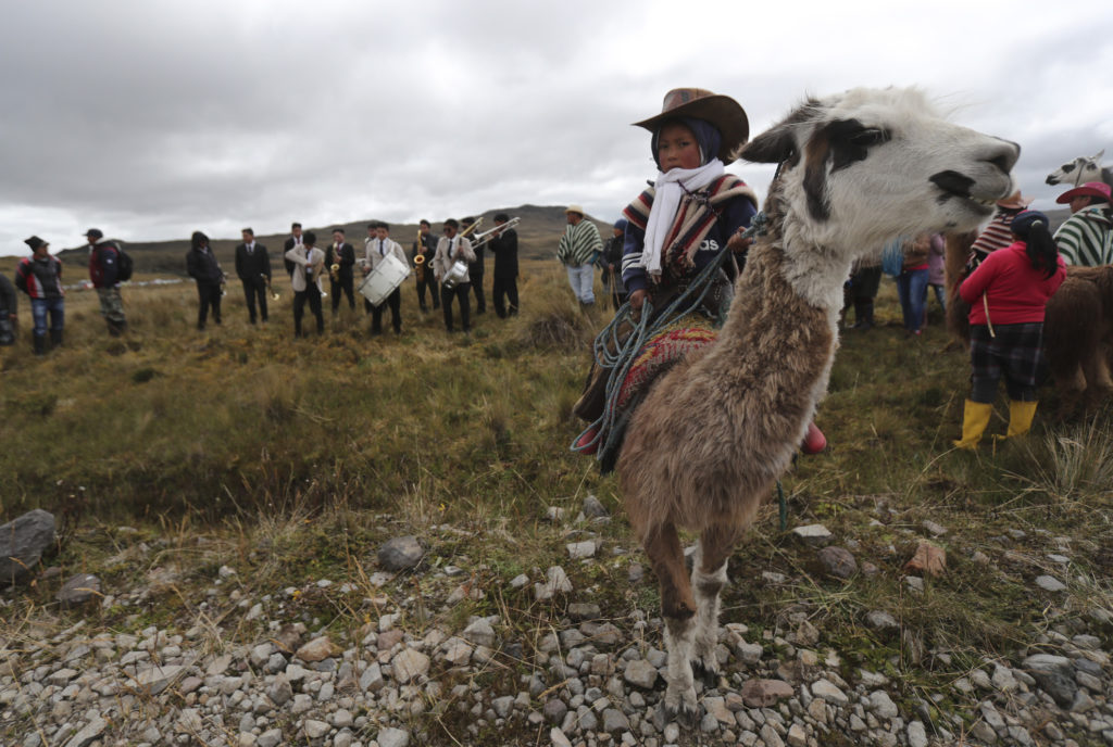 Carrera de Llamas se realiza en el Parque de los Llanganates.