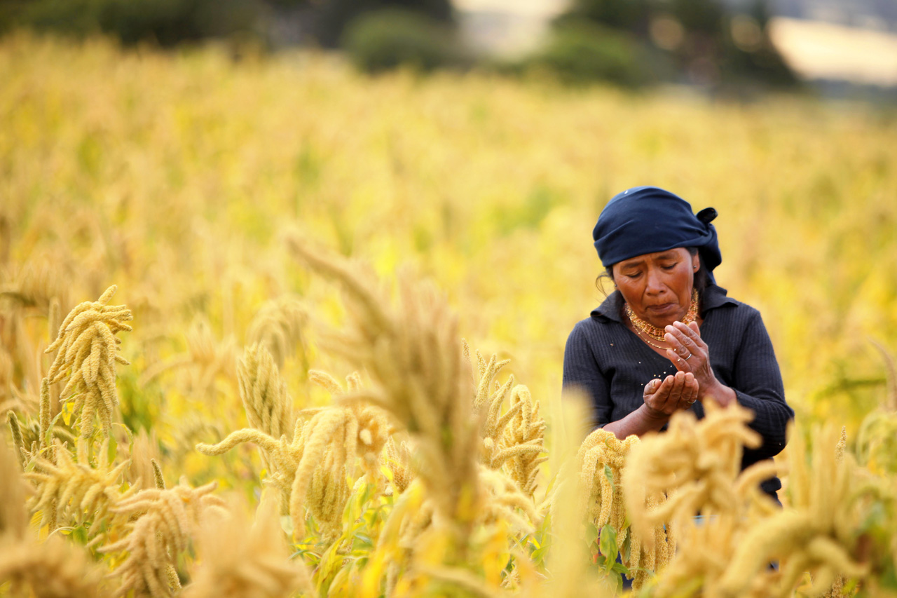 La producción agrícola y la mega biodiversidad del Ecuador es sostenida por los pueblos y nacionalidades indígenas y campesinas. María Juana Bonilla de la comunidad kichwa de Iltaqui, cantón Cotacachi es un ejemplo del rol de las mujeres en la economía popular y campesina ecuatoriana