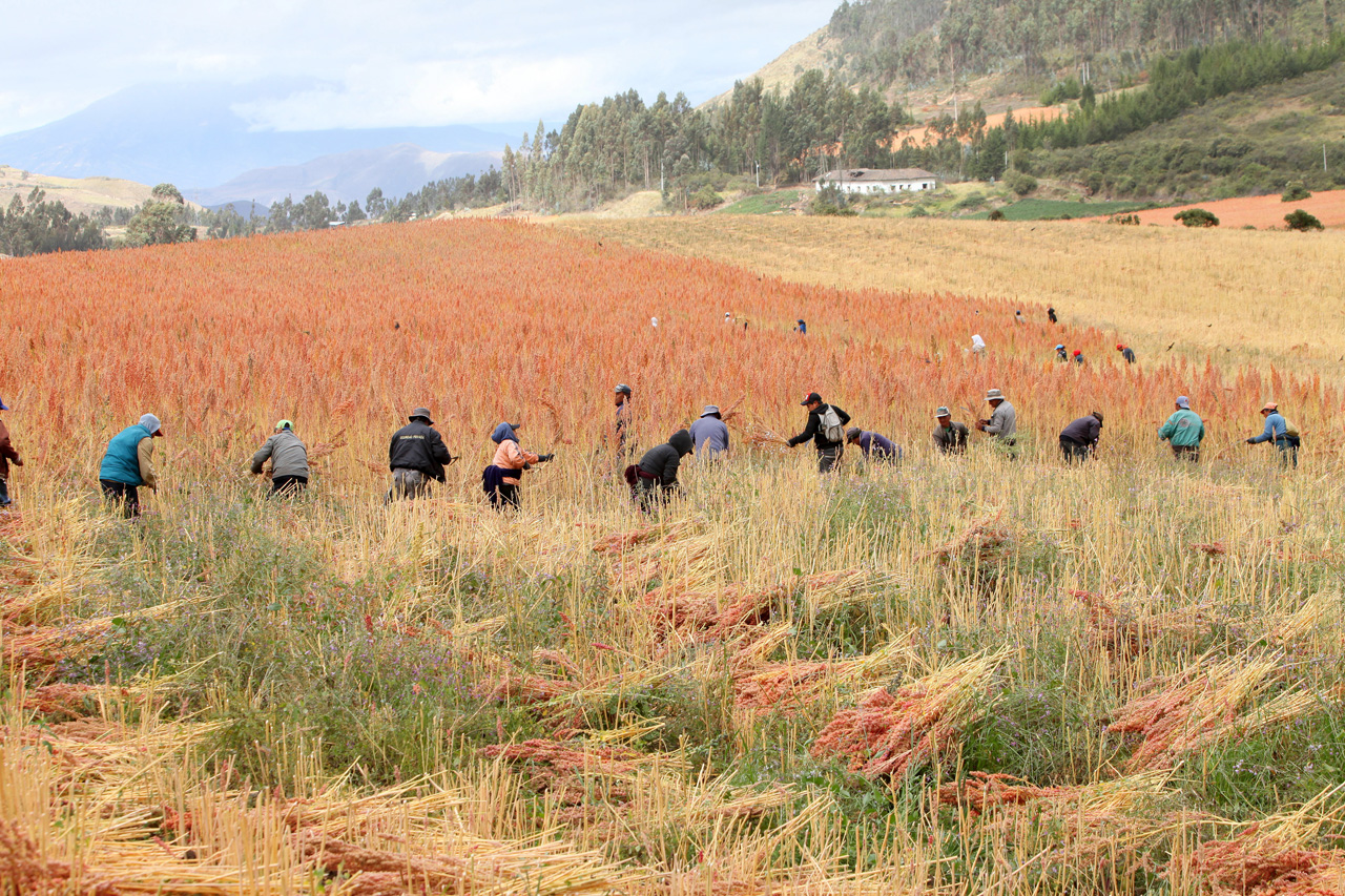 En los territorios campesinos indígenas, la producción no ha parado, las medidas de distanciamiento que impiden trabajar a los obreros en la industria, no aplican en áreas campesinas cuya producción es familiar o comunitaria.