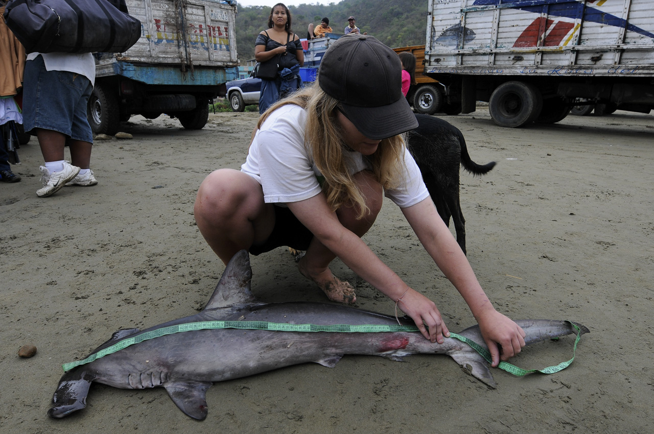 Una investigadora del tema de la pesca incidental de tiburones mide a un joven tiburón "Martillo", que es entregado por los barcos chinos a pescadores artesanales ecuatorianos, para que su gobierno no les multe.