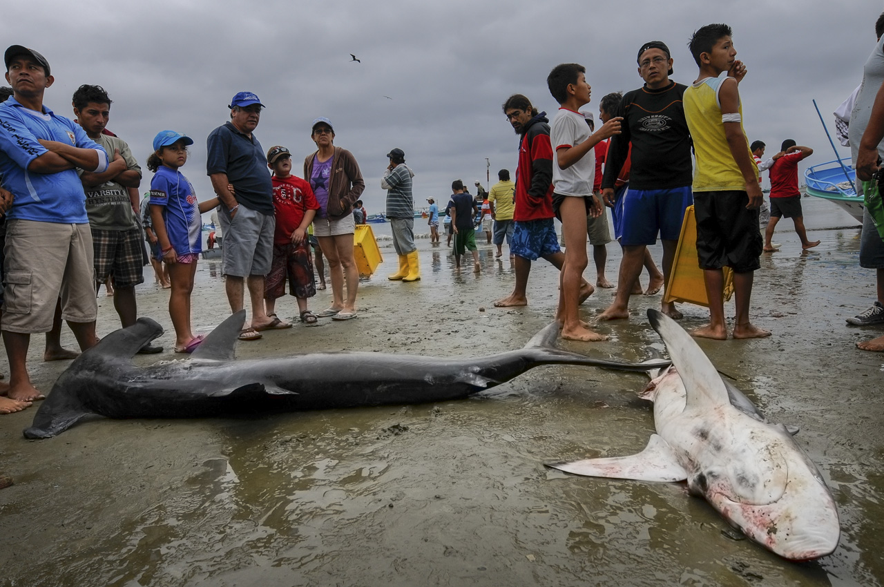En 2008 el gobierno de Rafael Correa abrió la pesca incidental de tiburones en Ecuador con el decreto ejecutivo 902. Los barcos pesqueros chinos gracias al decreto han podido llevar a su país las aletas de los tiburones en peligro de extinción. Patricio Realpe/ChakanaNews