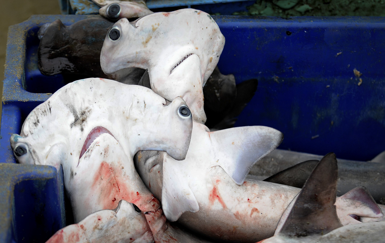 En la pesca incidental de tiburones, la variedad denominada "Martillo" es una de las especies que se pescan por los barco chinos para obtener sus aletas.