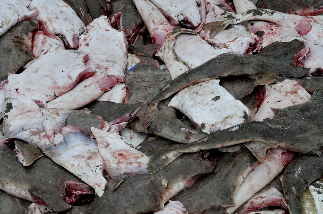 El 6 de mayo de este 2020, China decomisó 26 toneladas de aletas de tiburón, procedentes de Ecuador. Estas aletas correspondían a tiburones sedoso y zorro en gran parte.