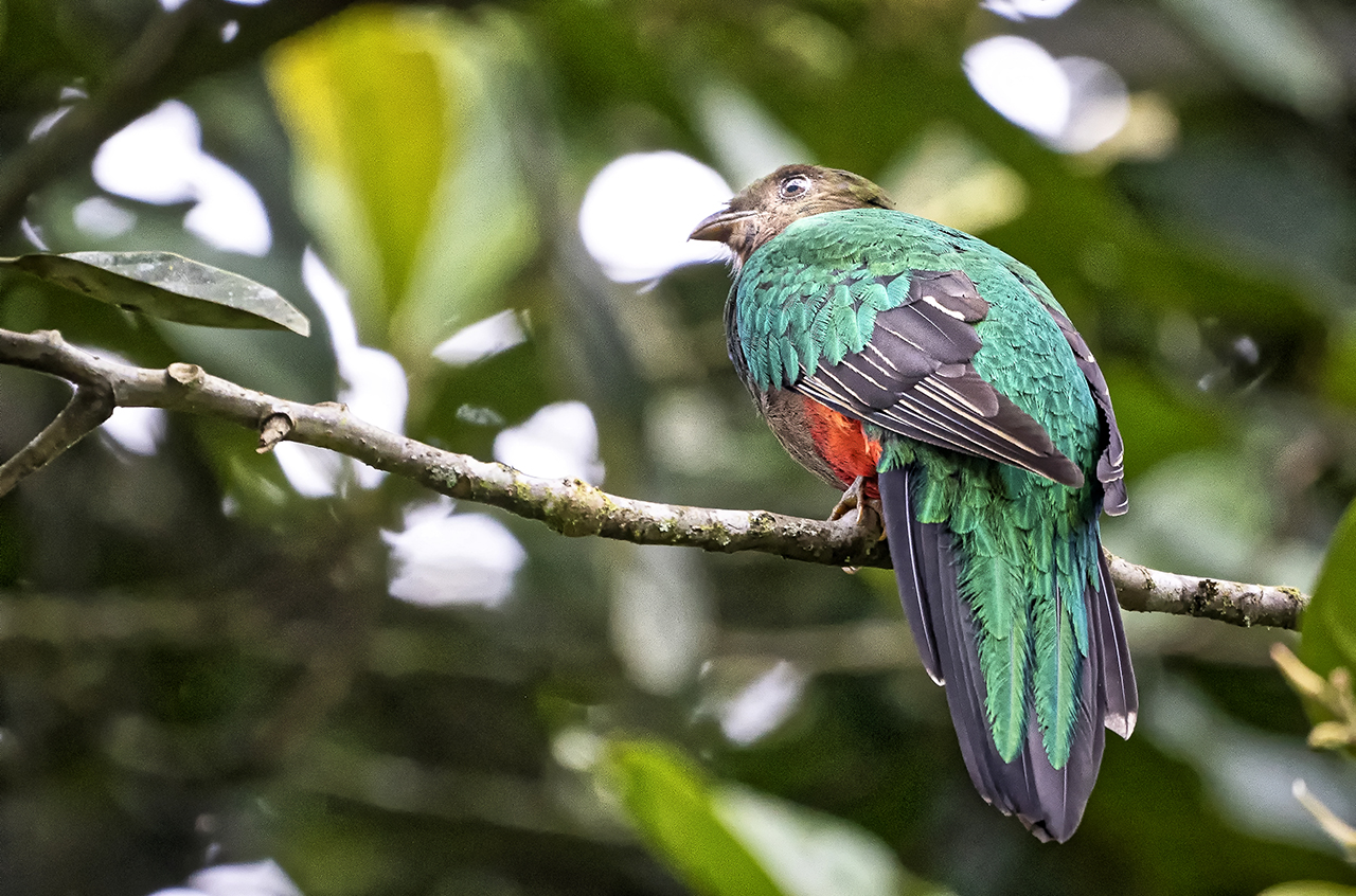 El ‘Golden-headed Quetzal’ o ‘Quetzal Coronidorado (Pharomachrus auriceps) con su cabeza de verde dorado, disfruta de los frutos del árbol Aguacatillo.