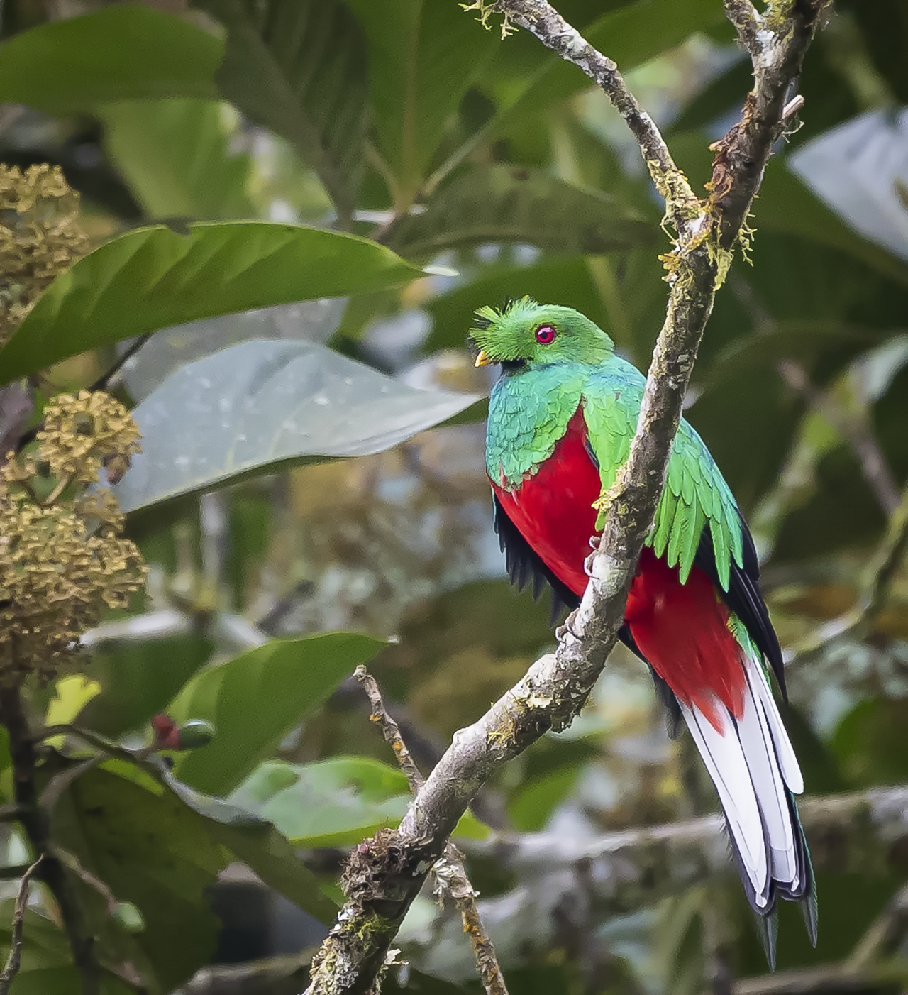 El de la cresta verde encendido Crested Quetzal o Quetzal Crestado (Pharomachrus antisianus).