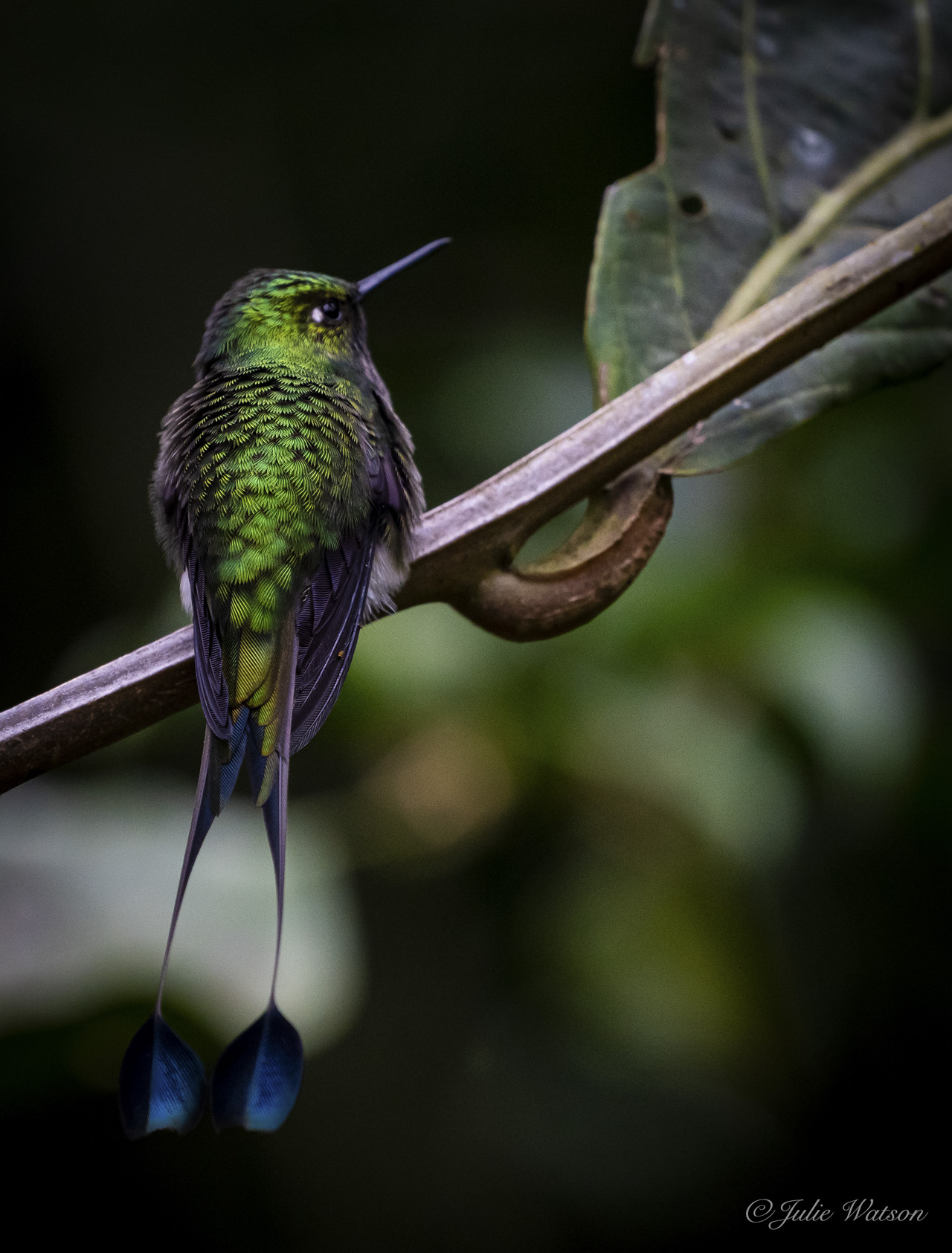 If you look closely at the back of a hummingbird 'Booted Racket-tail hummingbird' you will see a miniature forest of ferns, emerald green.