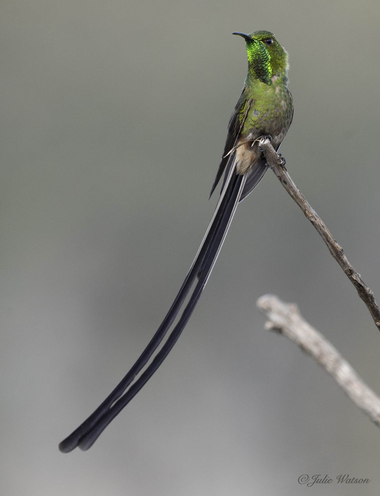 One of Ecuador's hummingbirds is the ‘Black Trainbearer’ that shows its iridescent green throat.