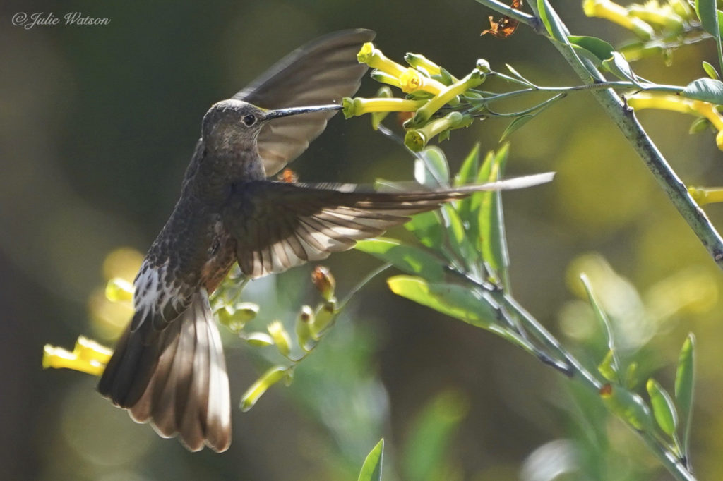 LOS COLIBRÍES DE ECUADOR - Chakana News