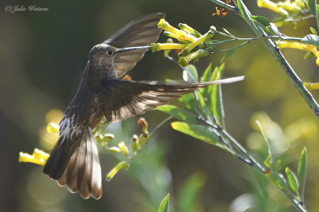 Los colibríes se alimentan del néctar de las plantas y artrópodos. 