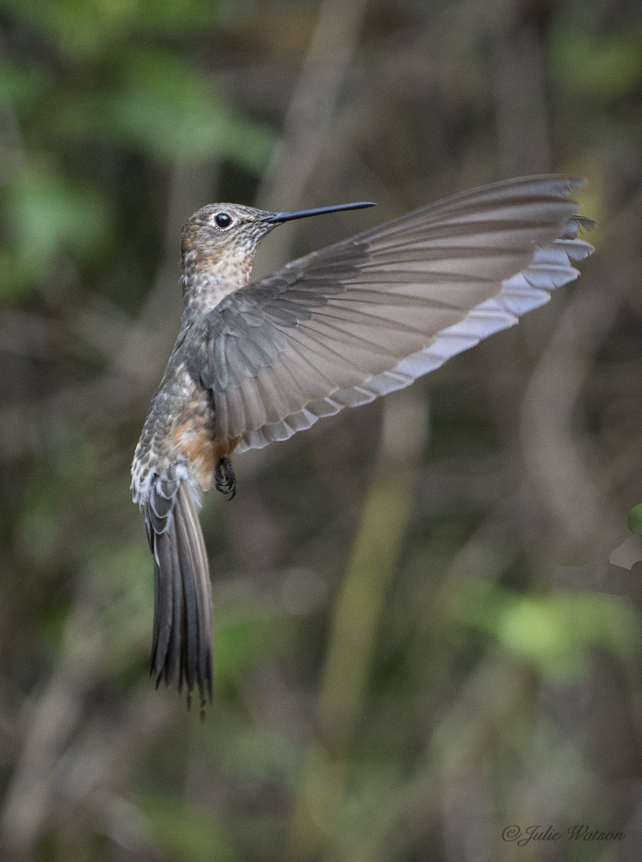 El Colibrí Gigante es el más grande de todos, con solo 15 latidos por segundo. No comparte la iridiscencia de sus subespecies, pero es principalmente marrón y beige.