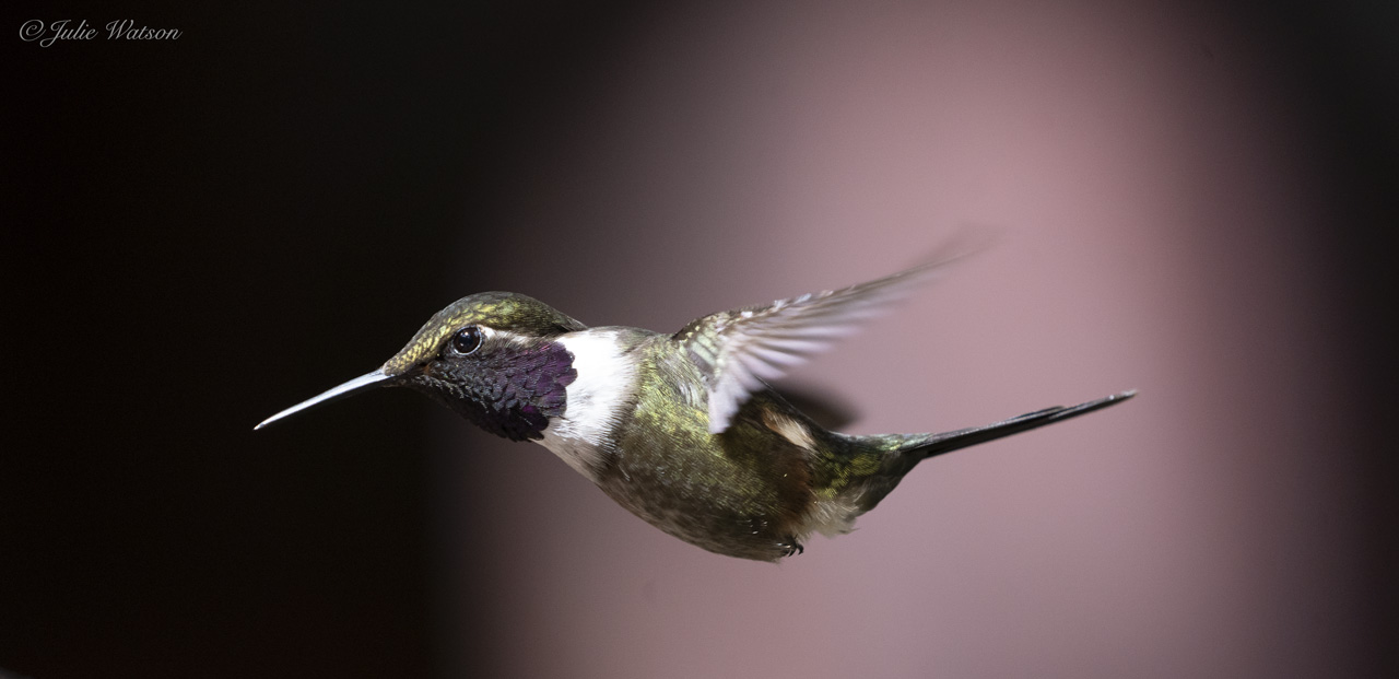 La iridiscencia de la plumas de los colibríes es algo maravilloso e impresionante.