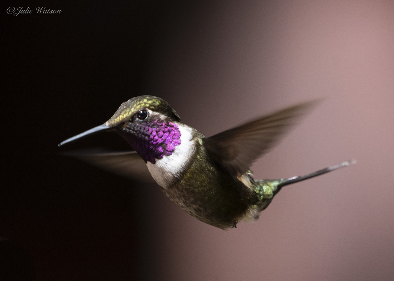 In the first photo its throat looks black, in the second one with the light reflecting it looks pinky purple. © Julie Watson