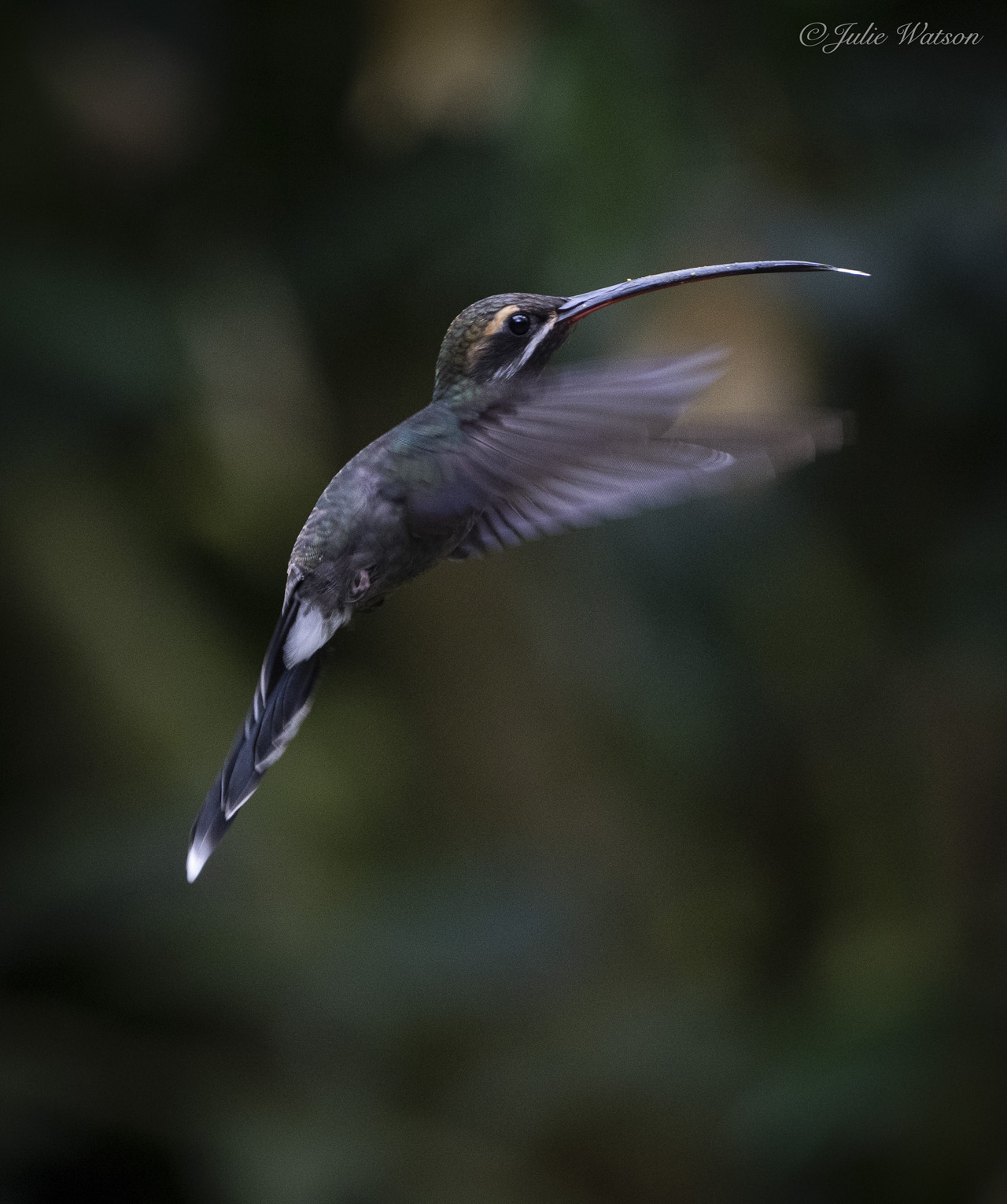 En el bosque nublado del Chocó andino en Ecuador, he contado más de 30 especies de colibríes.