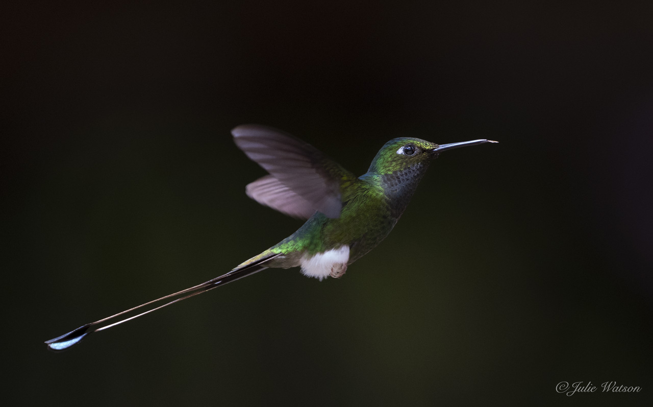 The Booted Racket-tail displays its splendid split tail to attract the females.